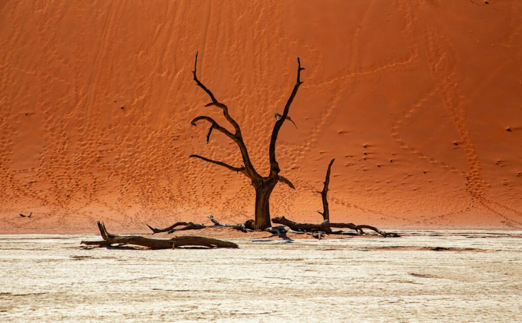 Captivating view of a lone tree in a vast red desert with striking textures.