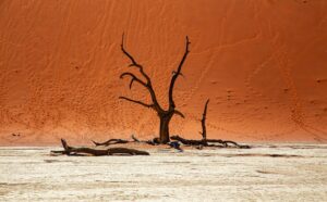 Captivating view of a lone tree in a vast red desert with striking textures.